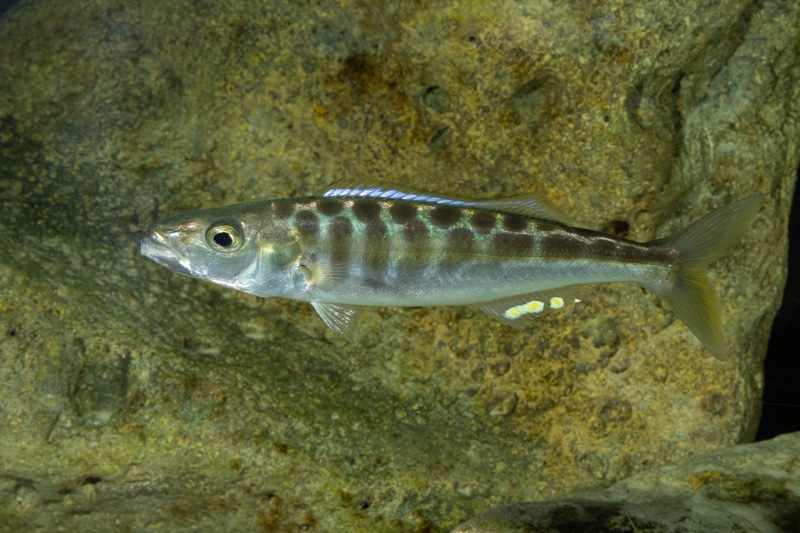 Bathybates fasciatus 'Kasanga'